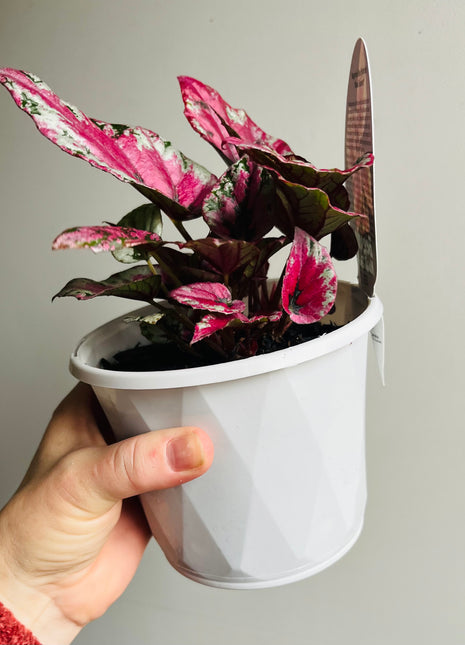 Begonia rex - Maui Sunset