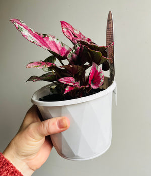 Begonia rex - Maui Sunset