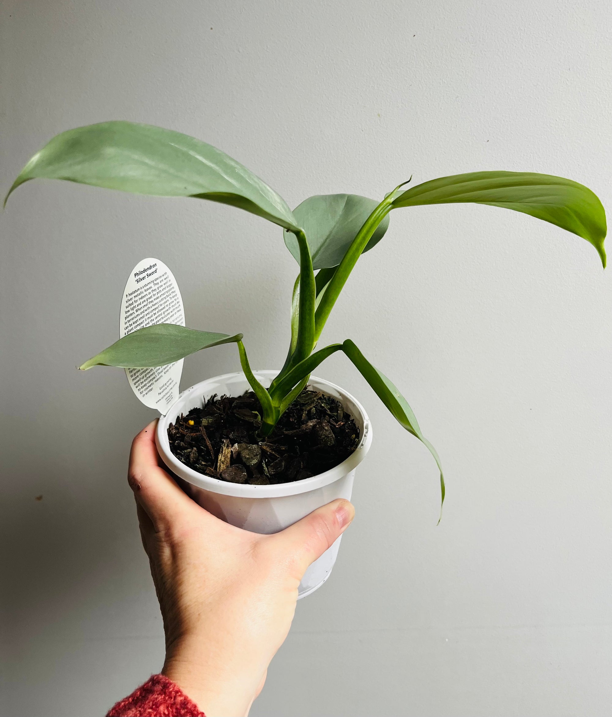 Philodendron 'Silver Sword'