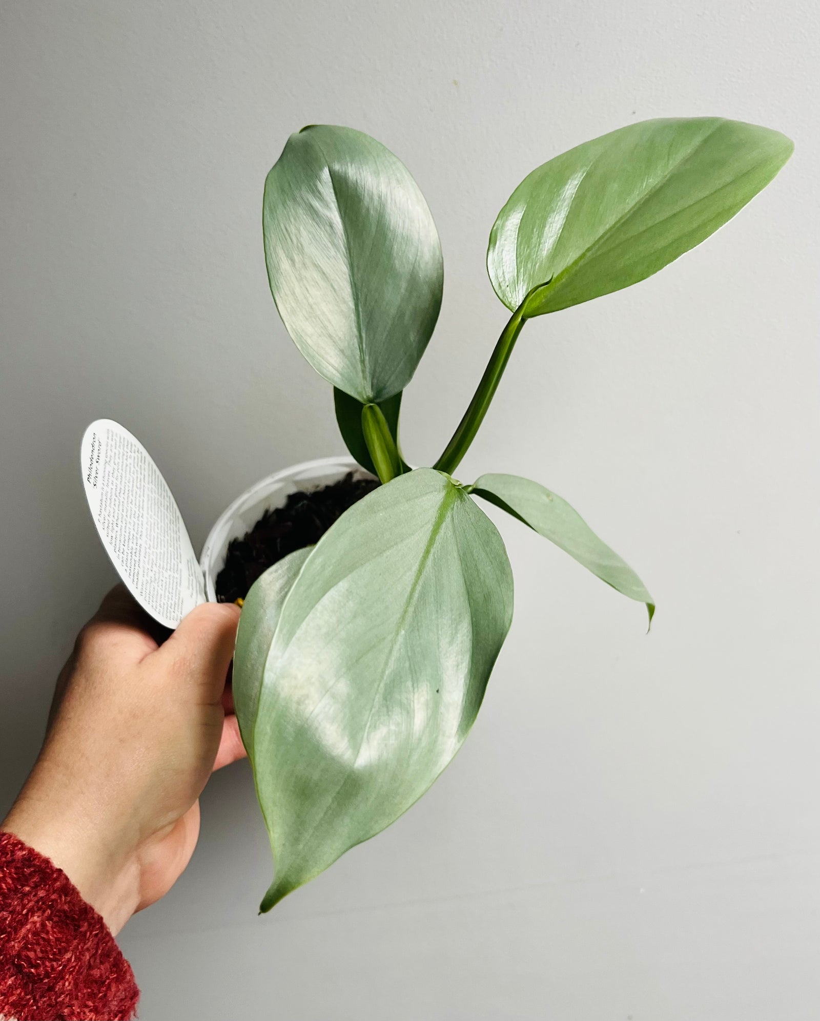 Philodendron 'Silver Sword'