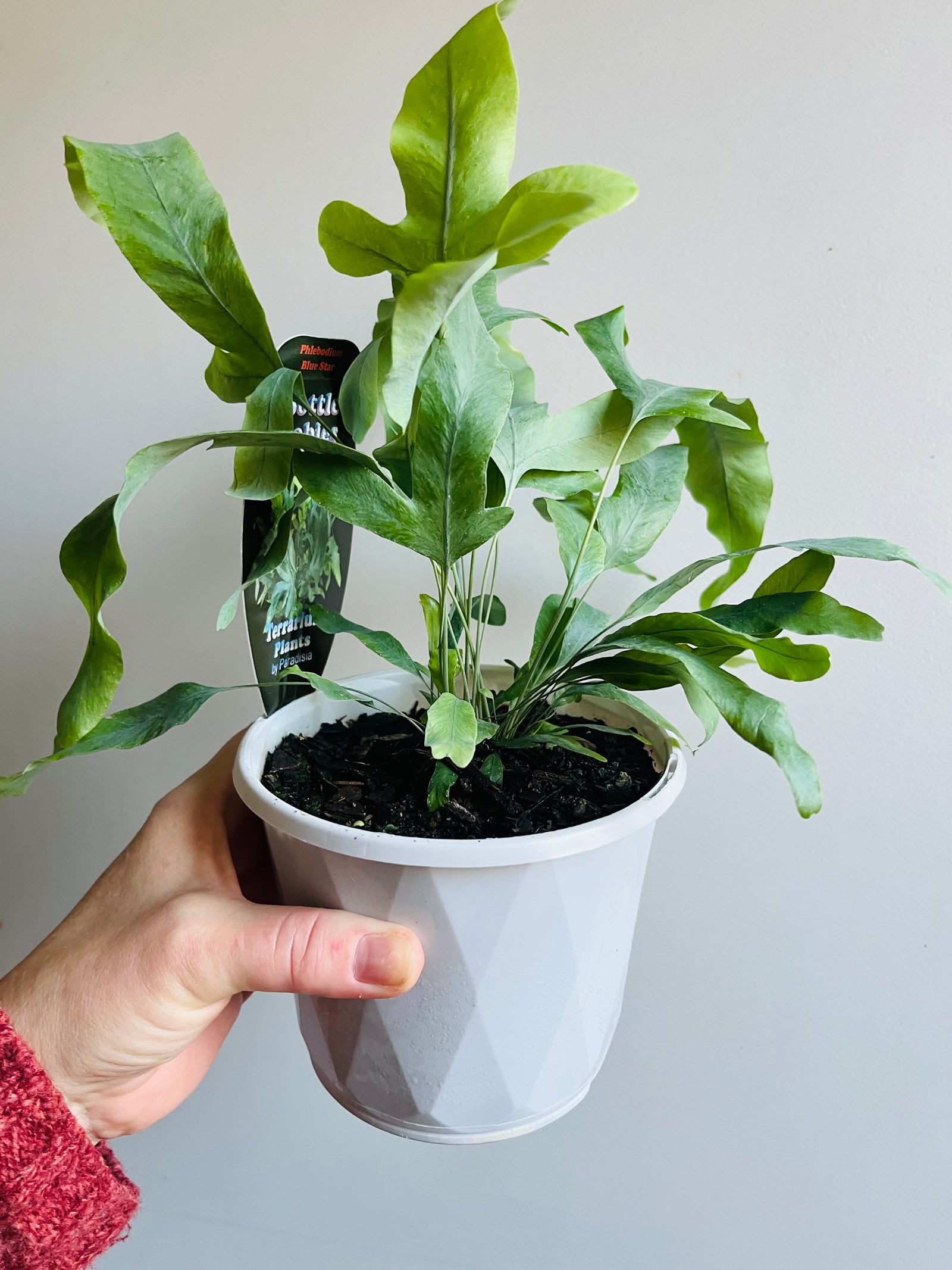 Phlebodium aureum - Blue Star Fern