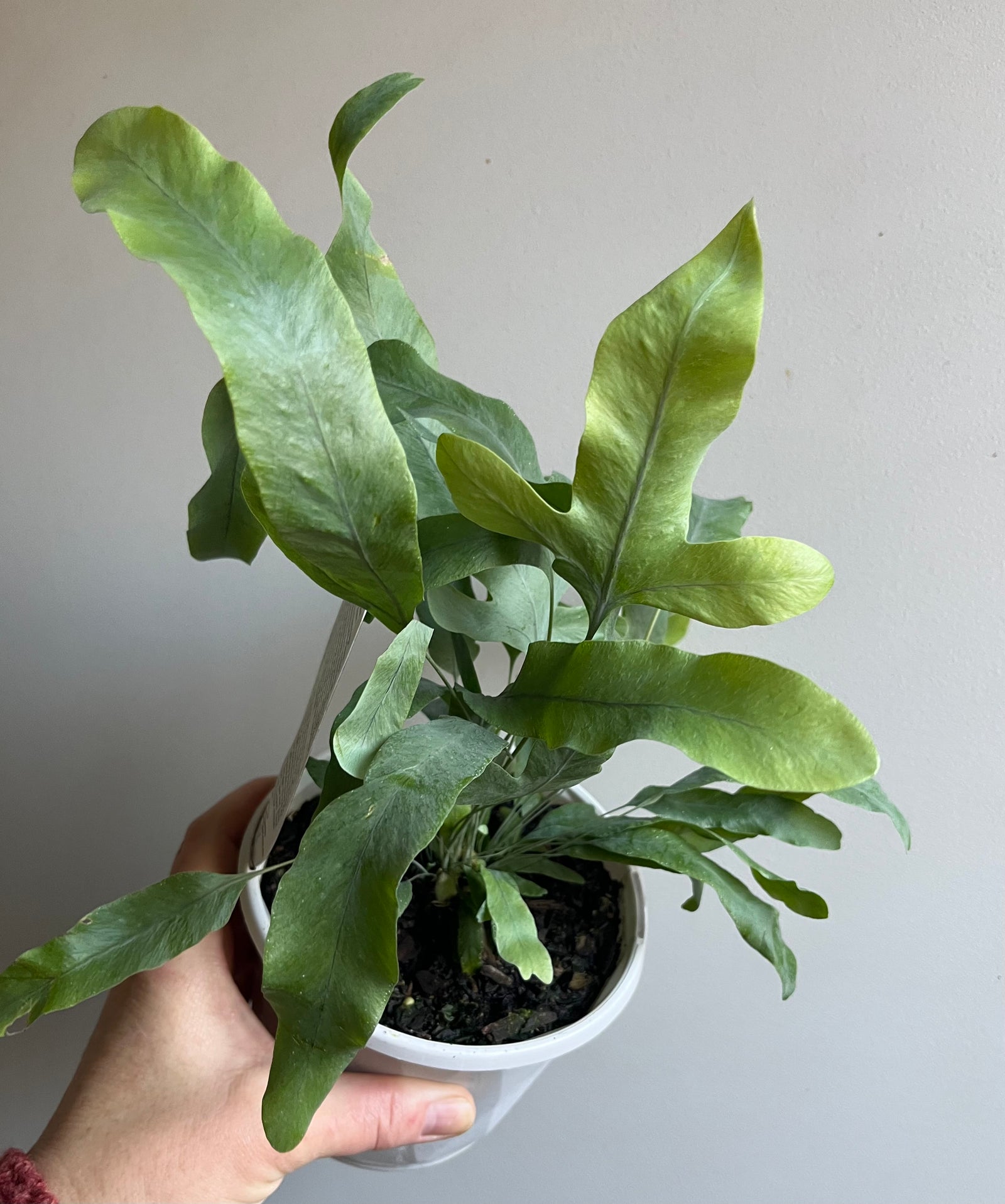 Phlebodium aureum - Blue Star Fern