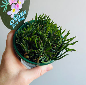 Oxalis flava (pink)