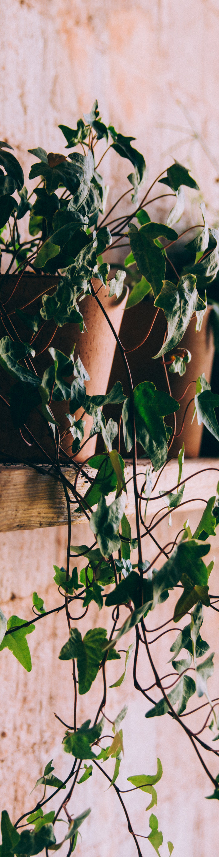 <h1>Welcome to My Jungle Shack</h1>