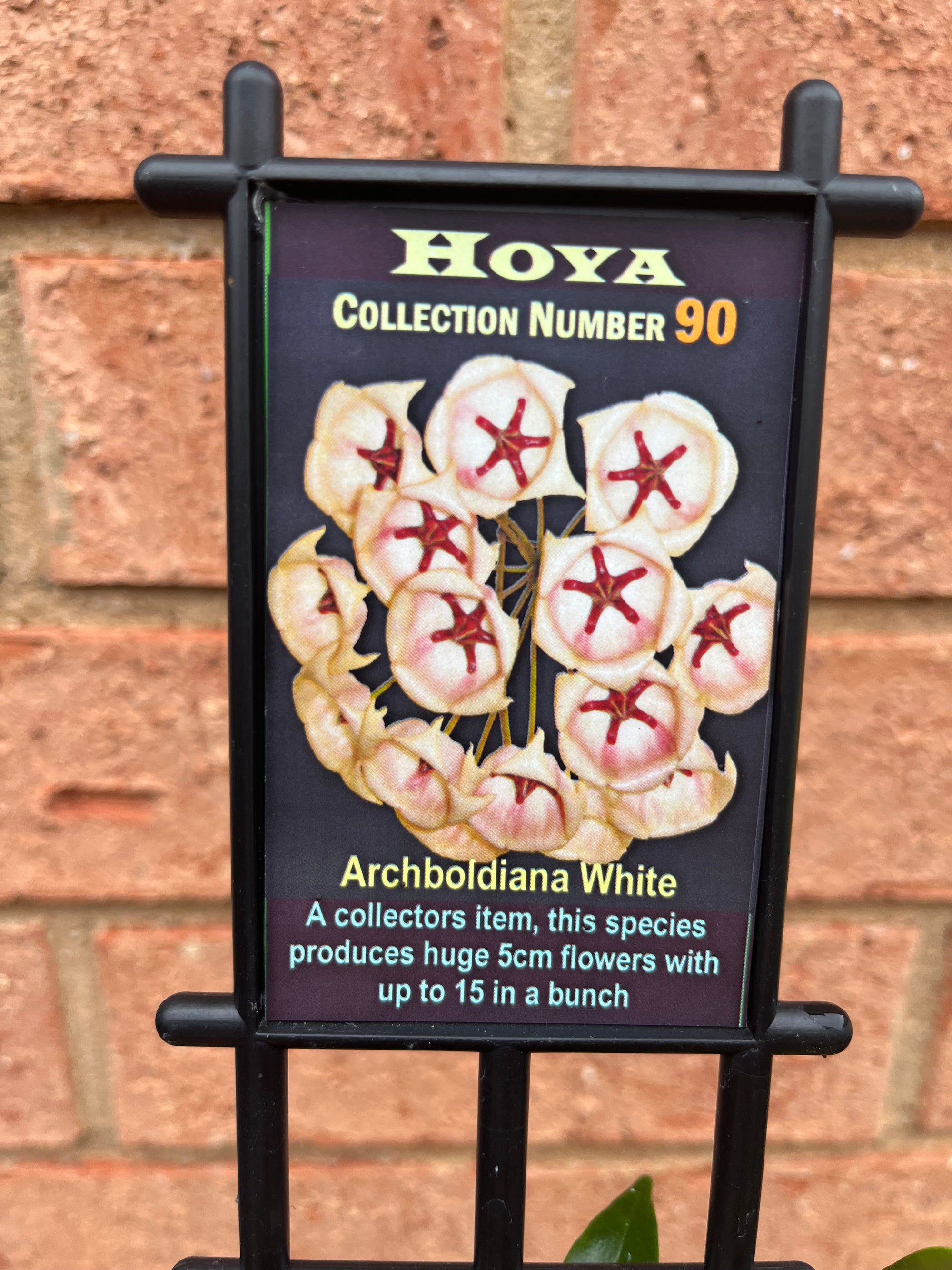 Hoya - Archboldiana White Collection No. 90