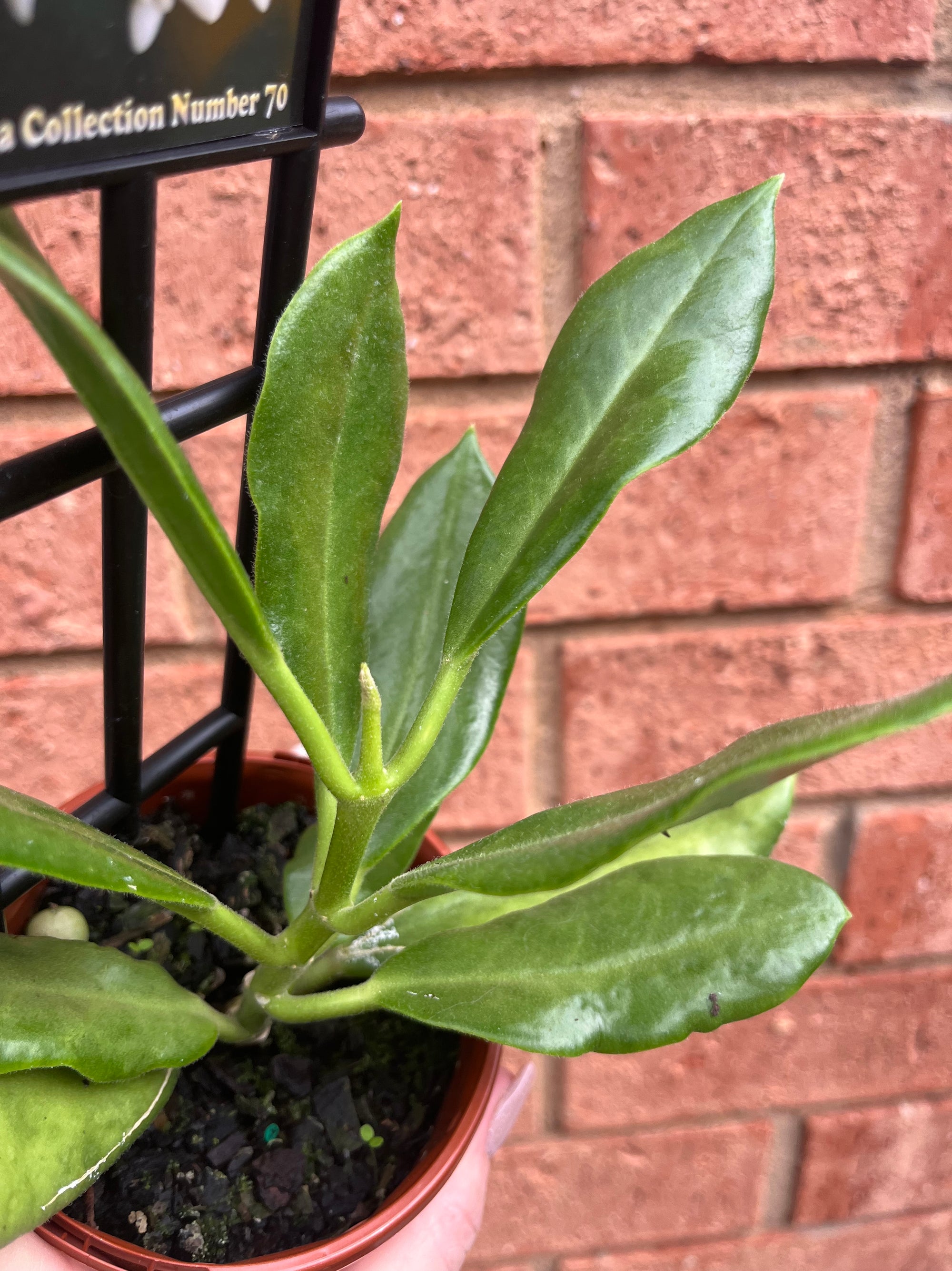 Hoya - Australis subsp. rupicola Collection No. 70