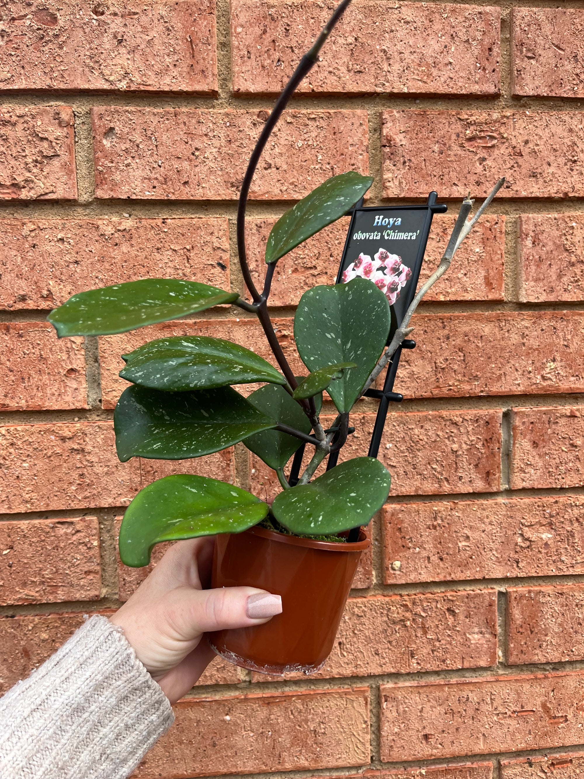 Hoya - Obovata Chimera Collection No. 124