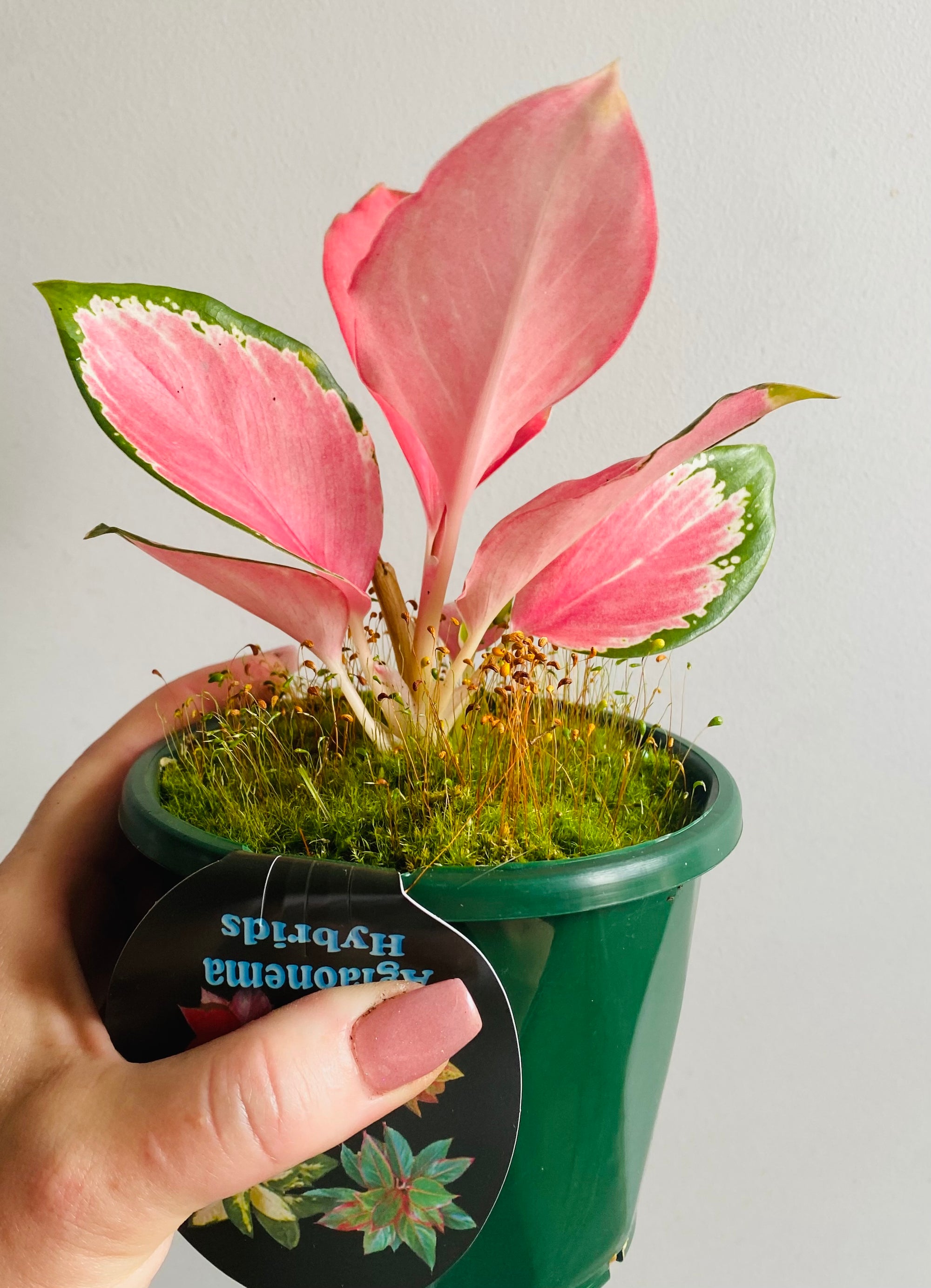 Aglaonema 'China Red' - Chinese Evergreen Plants