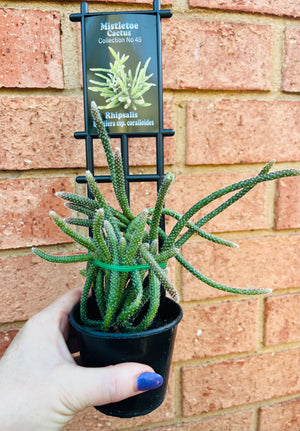 Rhipsalis baccifera ssp.coralloides - Mistletoe Cactus Collection No. 45
