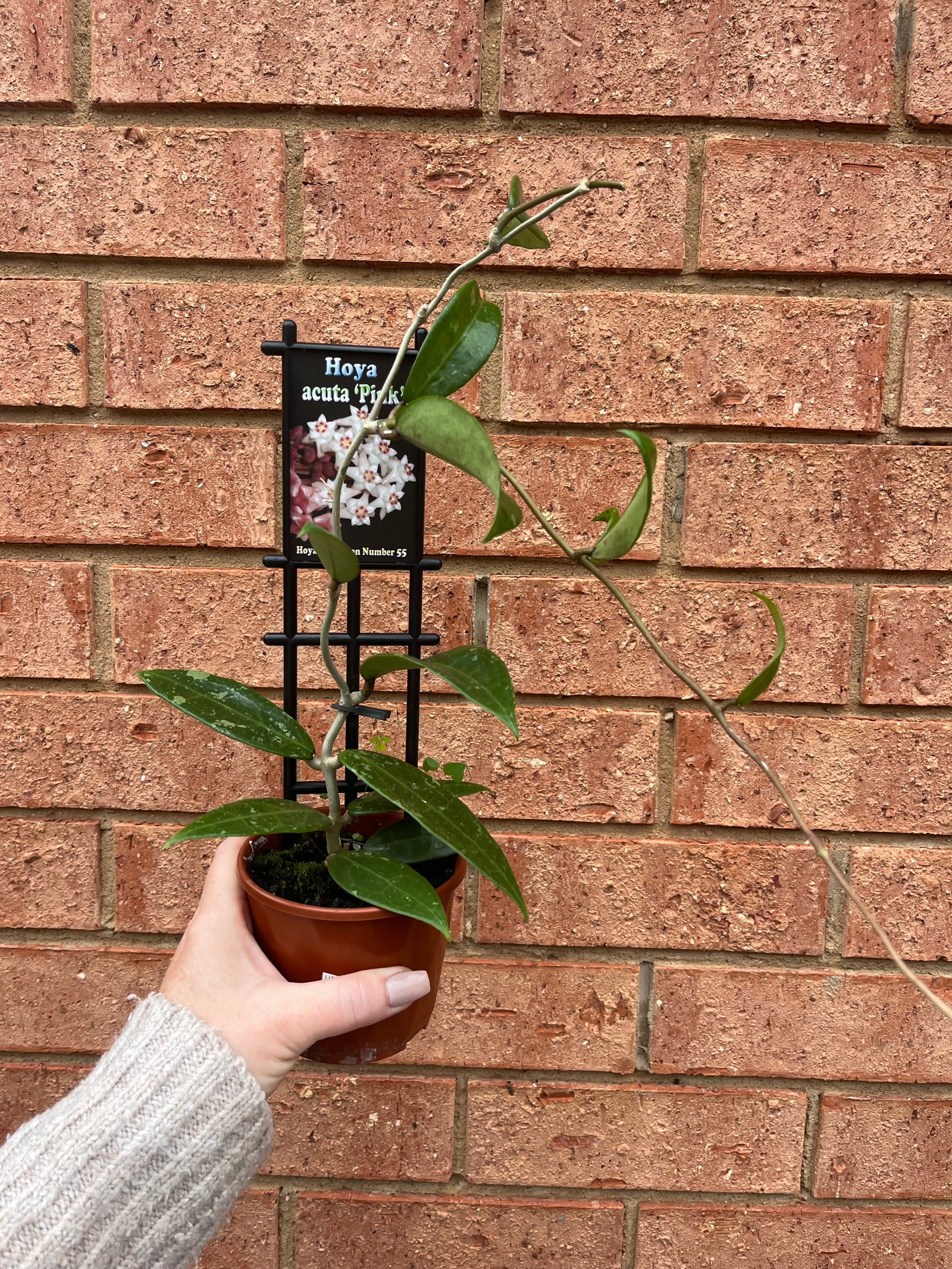 Hoya - Acuta ‘Pink’ Collection No. 55