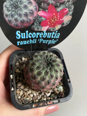 Sulcorebutia rauchii 'Purple'