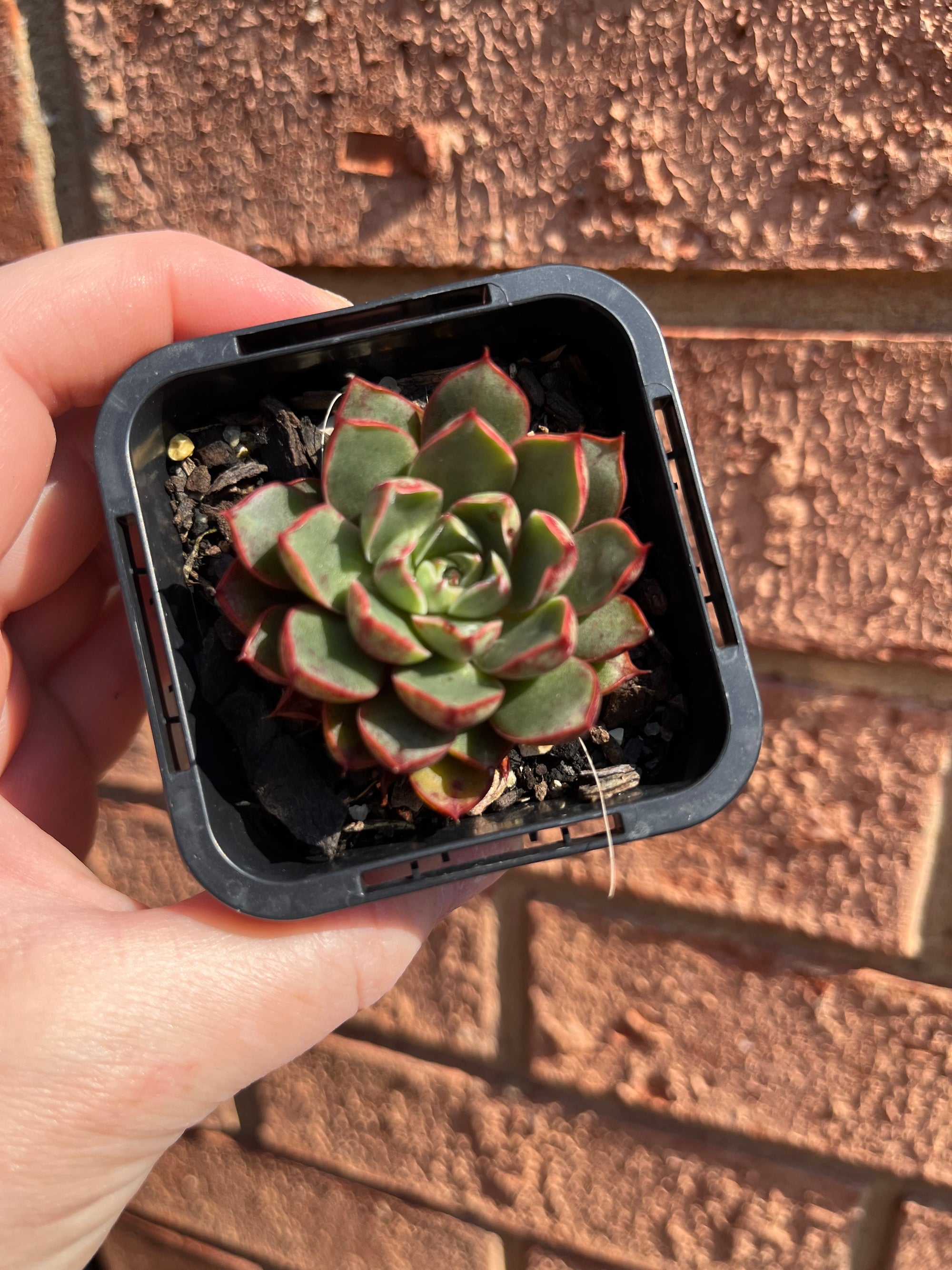 Echeveria 'Cats Eye'