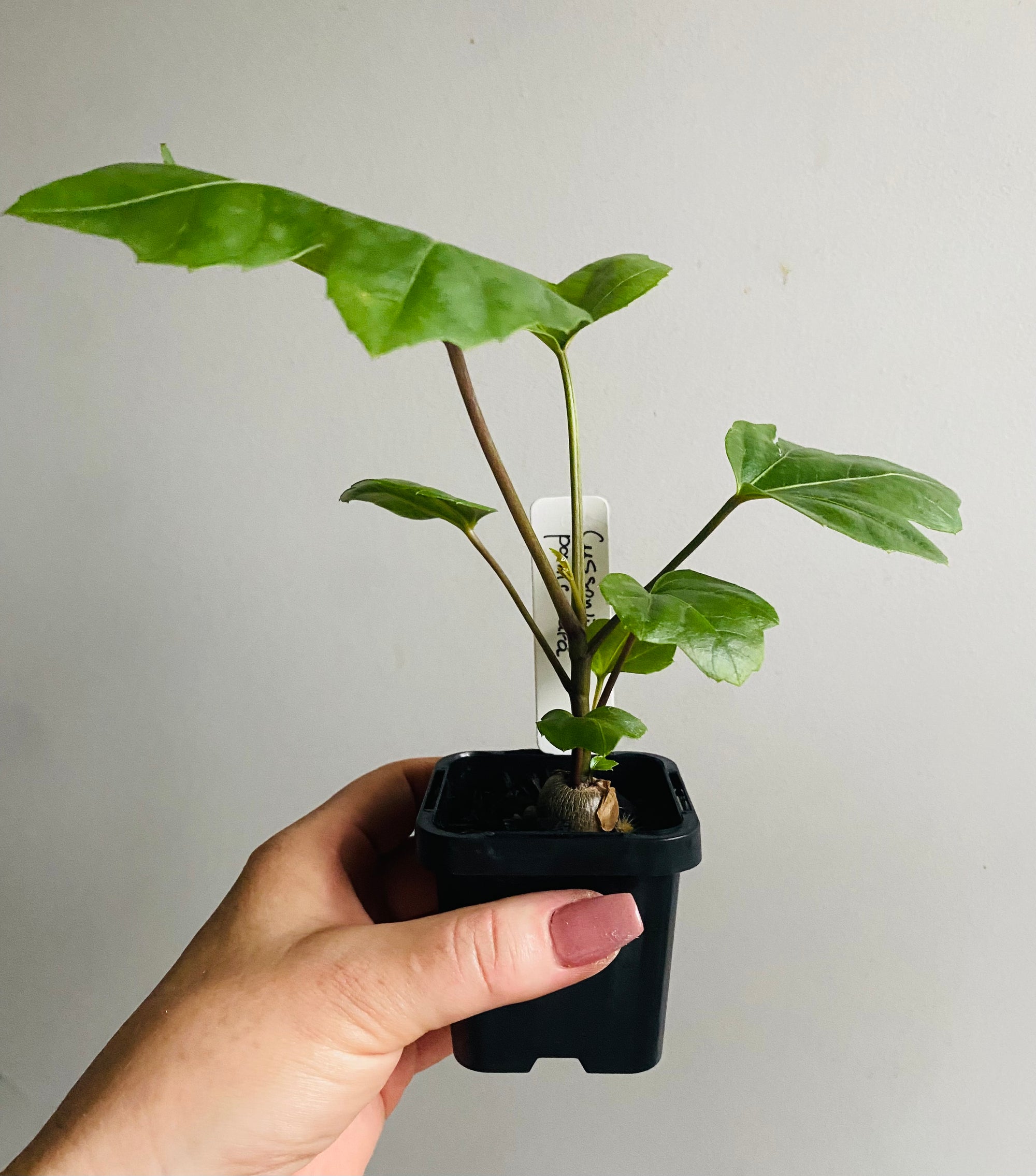 Cussonia paniculata