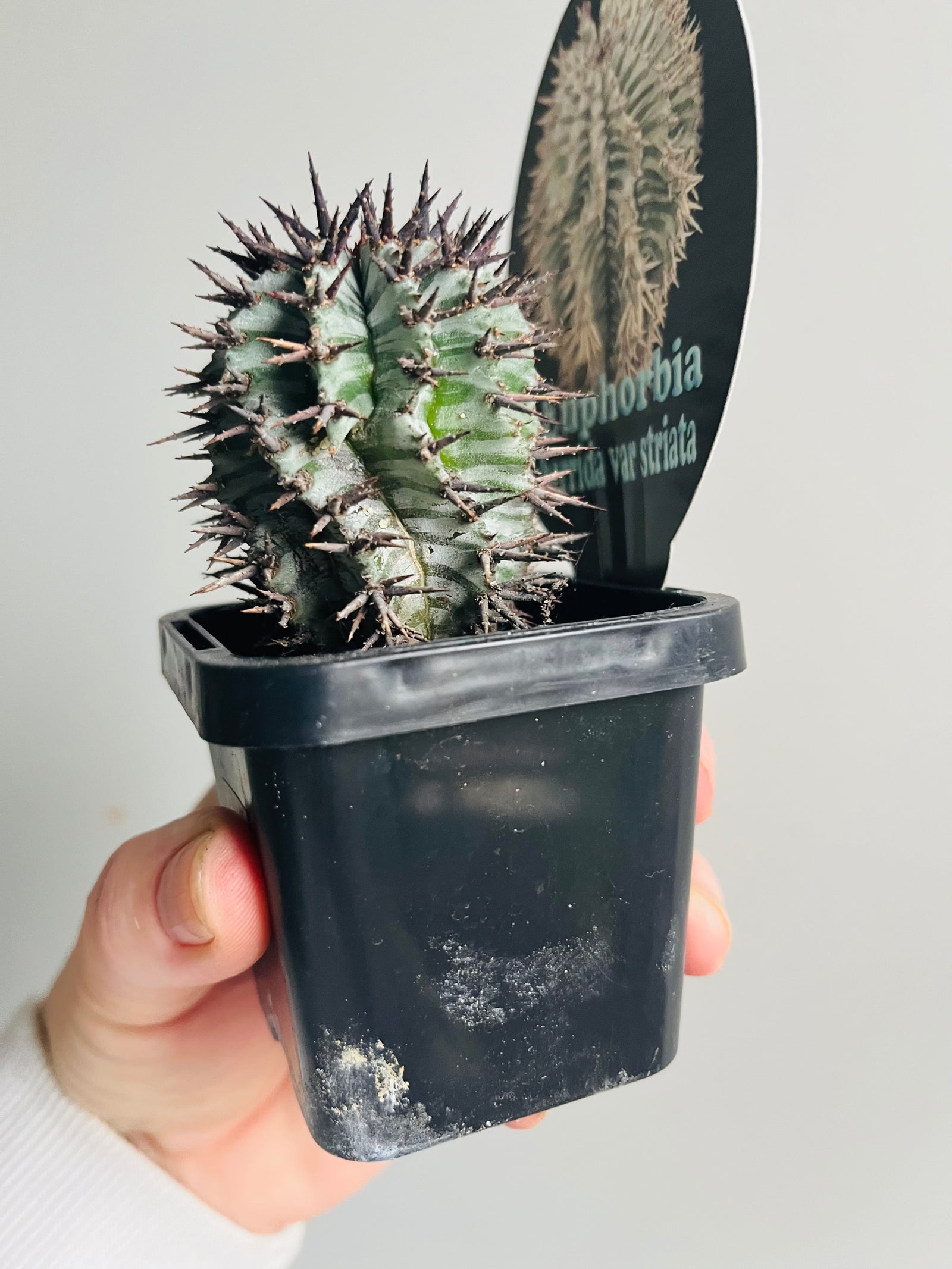 Euphorbia horrida var. striata