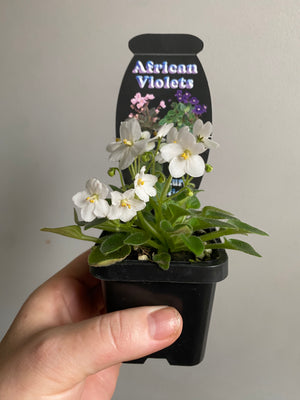 African Violet - NOID White