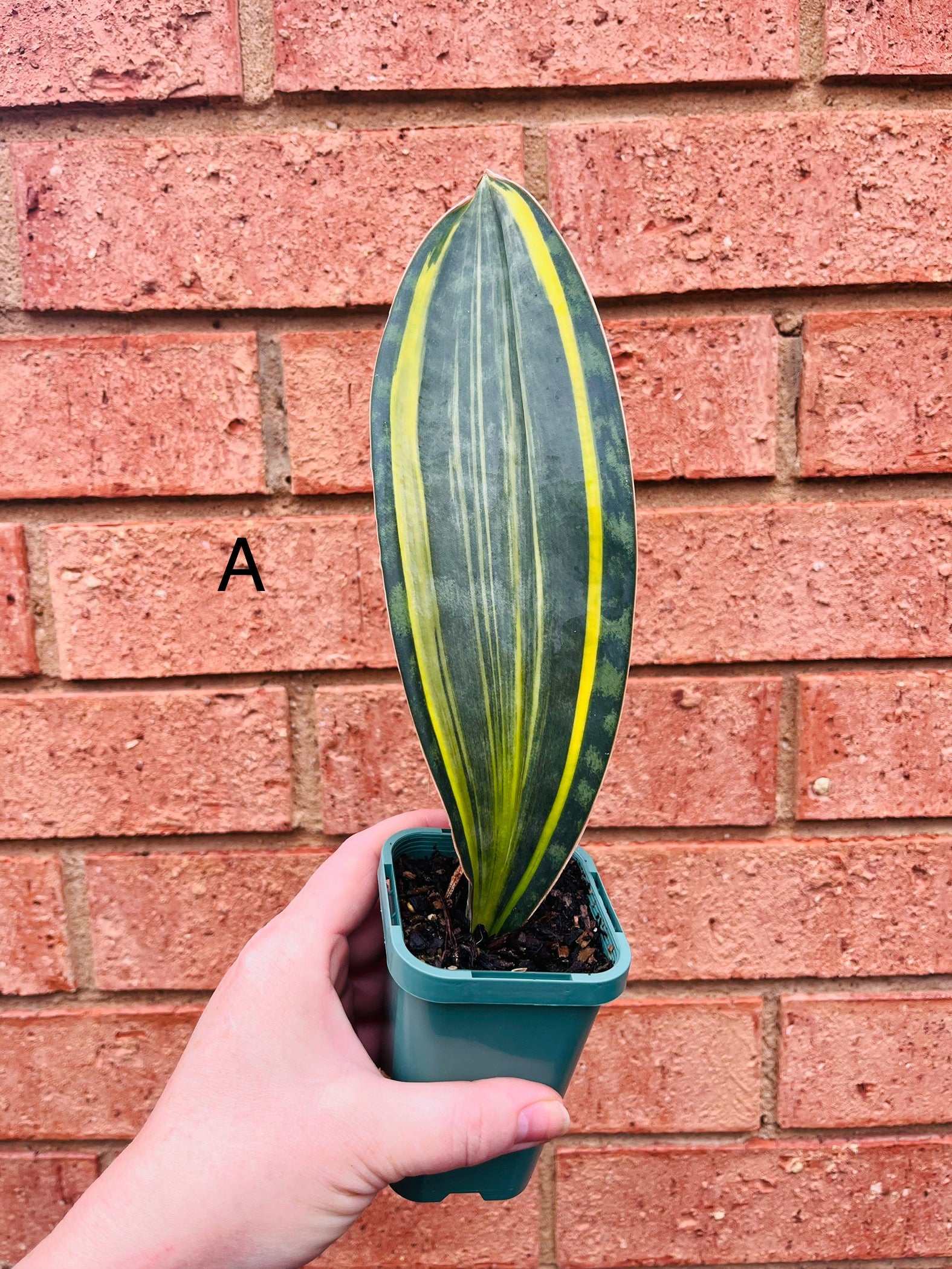 Sansevieria masoniana variegata 'Whale Fin'