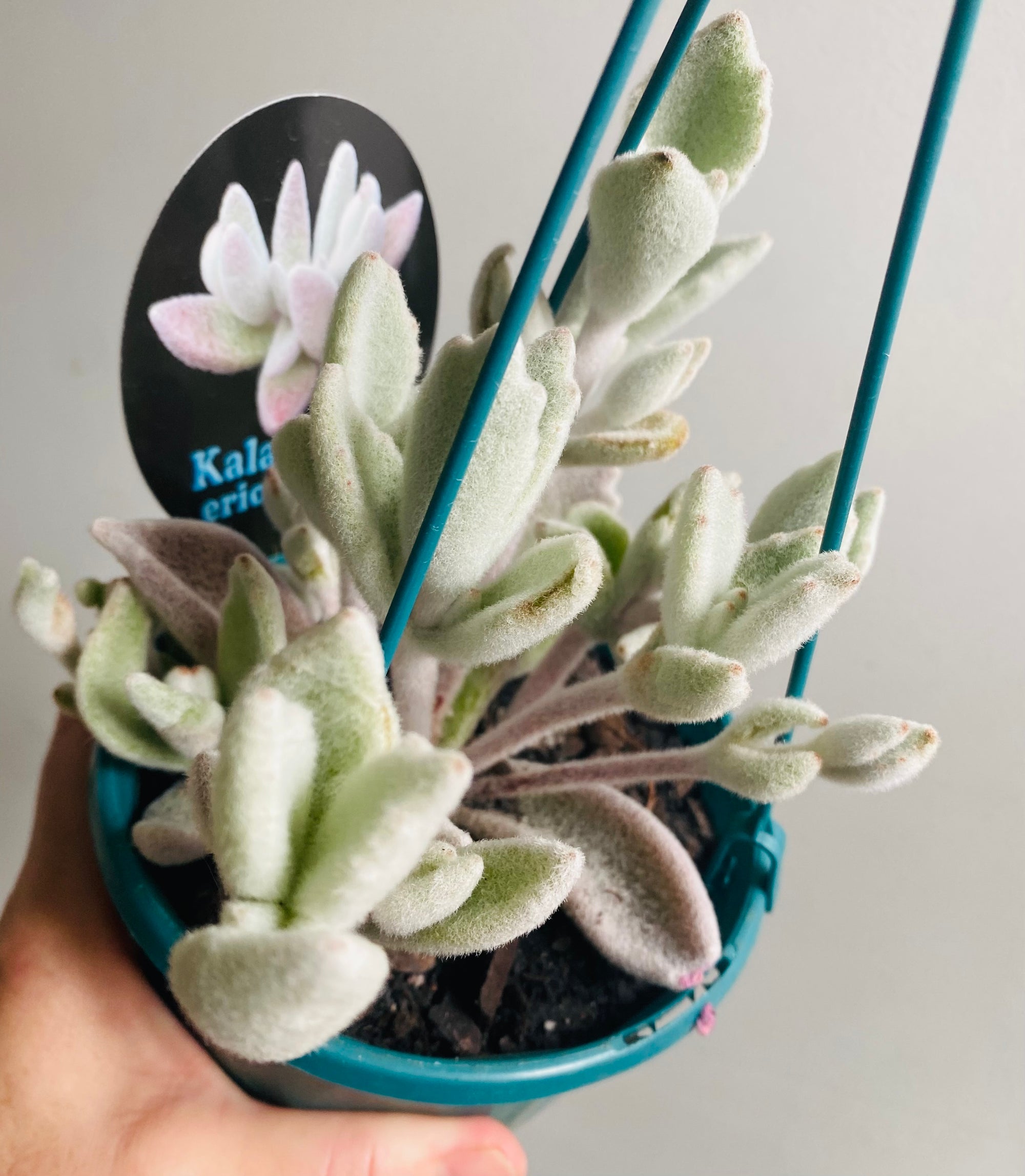 Kalanchoe eriophylla - Snow White Panda Plant