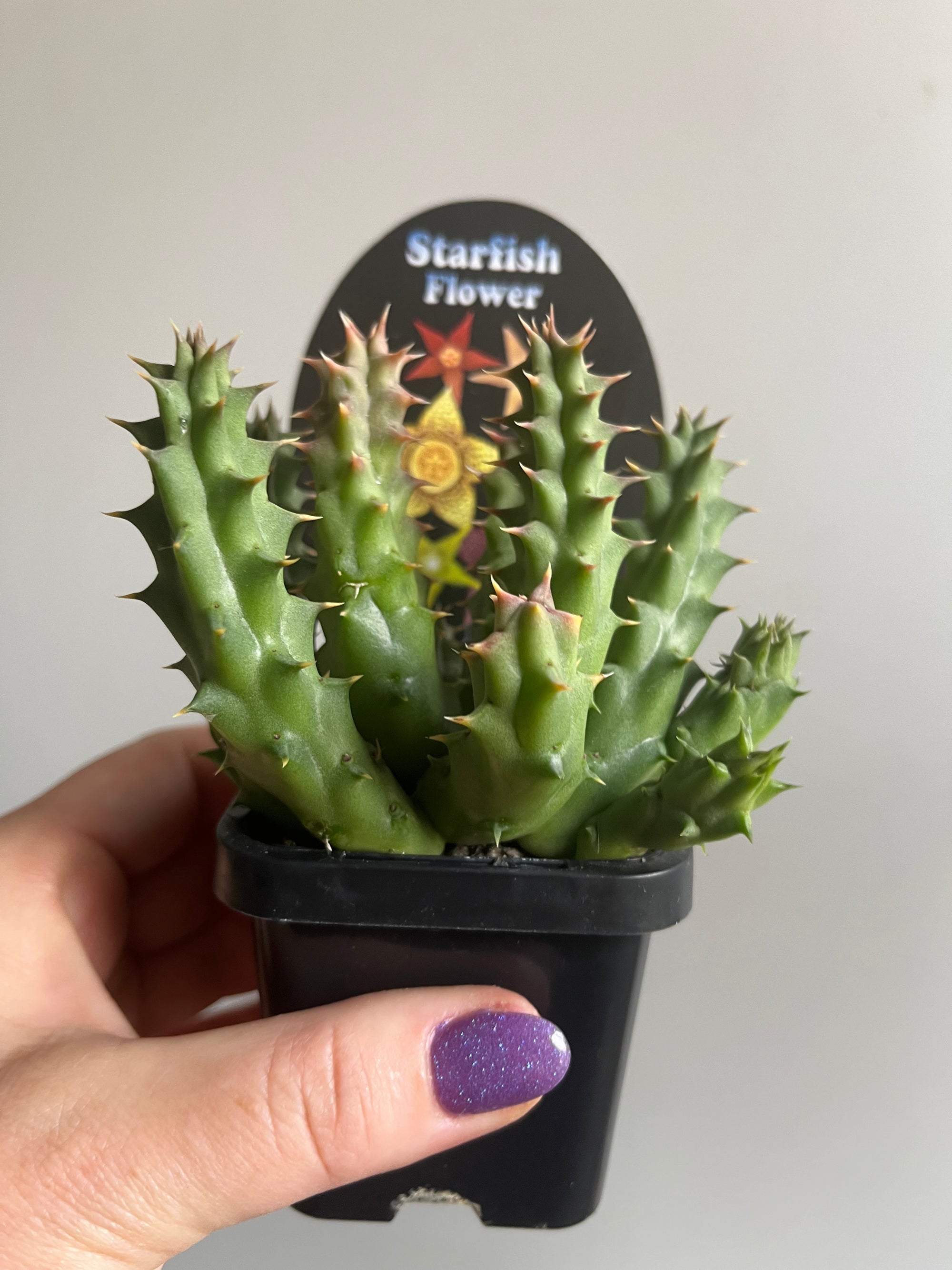 Huernia hybrid - Starfish Flower Collection