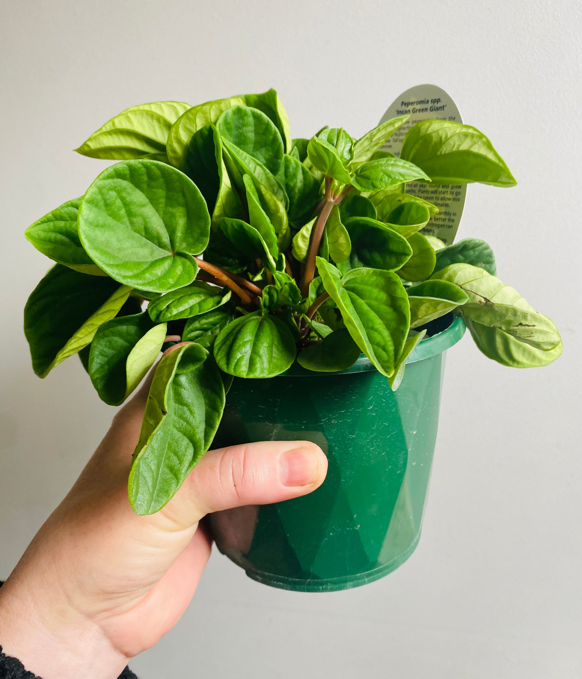 Peperomia - Incan Doll