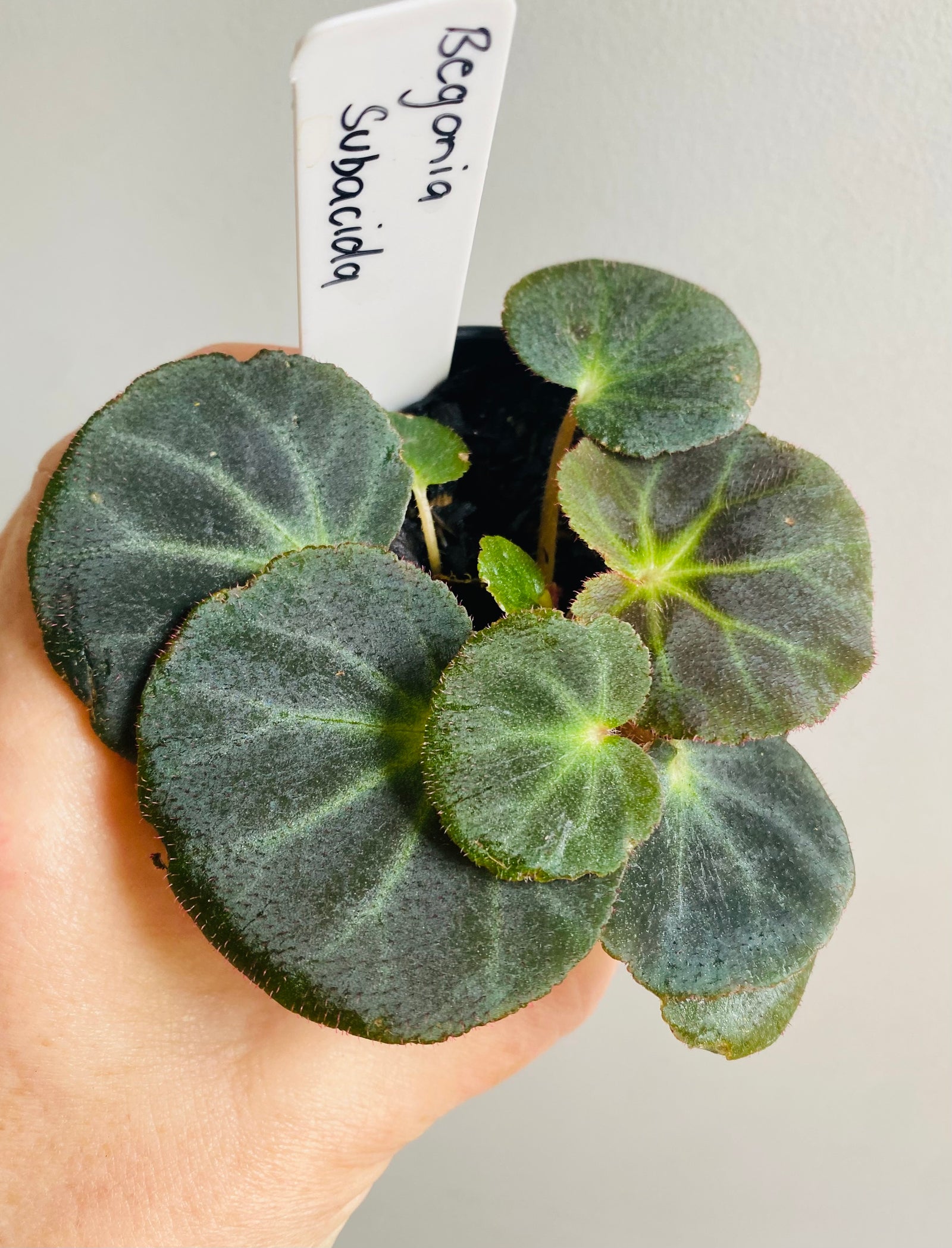 Begonia subacida