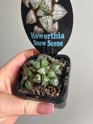 Haworthia 'Snow Scene'