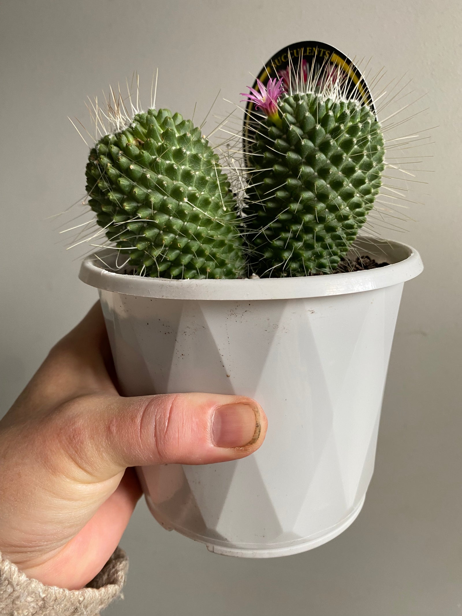 Mammillaria Pico (spinosissima cultivar)