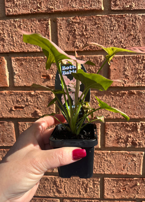 Syngonium - Maya Red