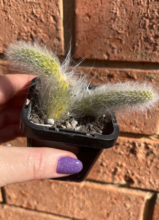 Cleistocactus (Hildewintera) coldemononis - Monkey Tail Cactus