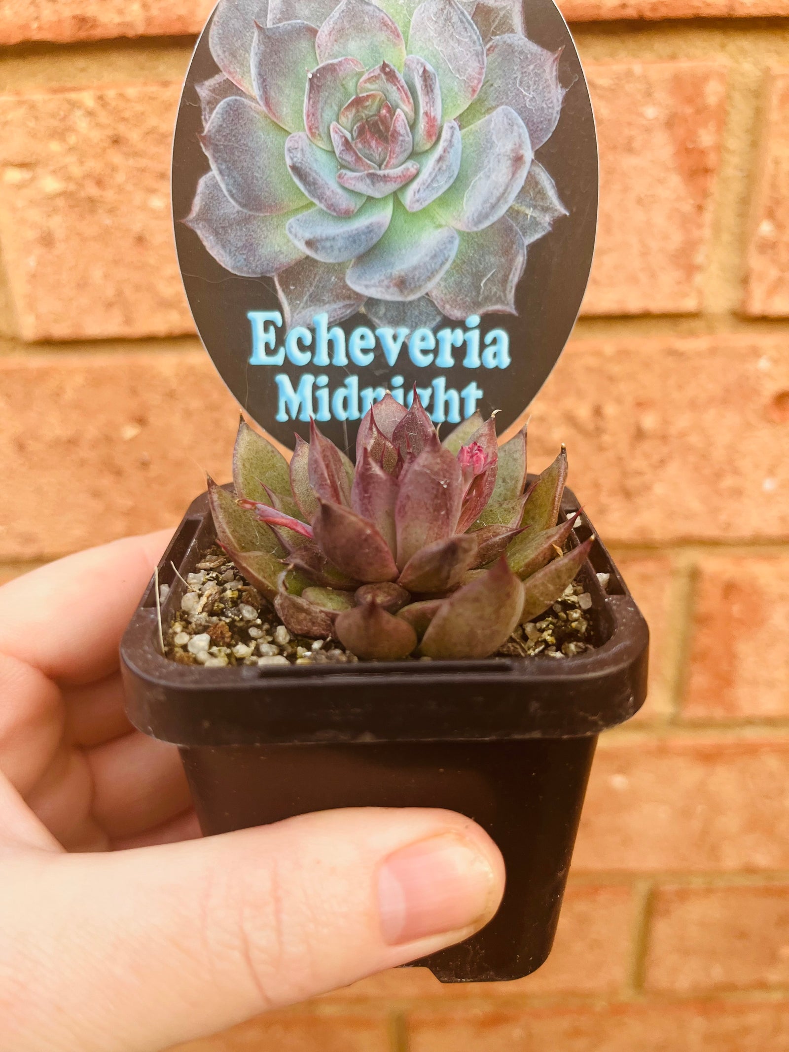 Echeveria - Midnight