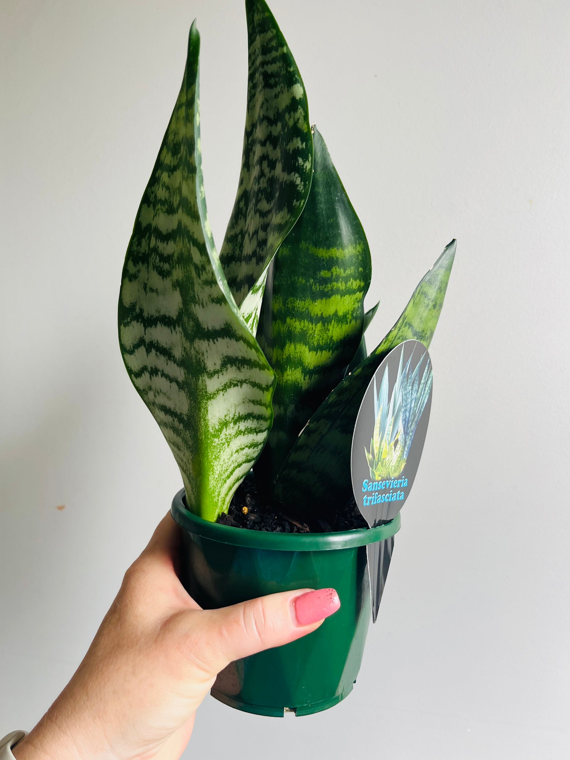 Sansevieria trifasciata hybrid