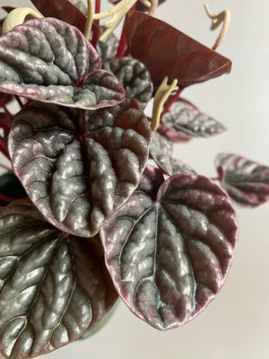 Peperomia caperata - Schumi Silver