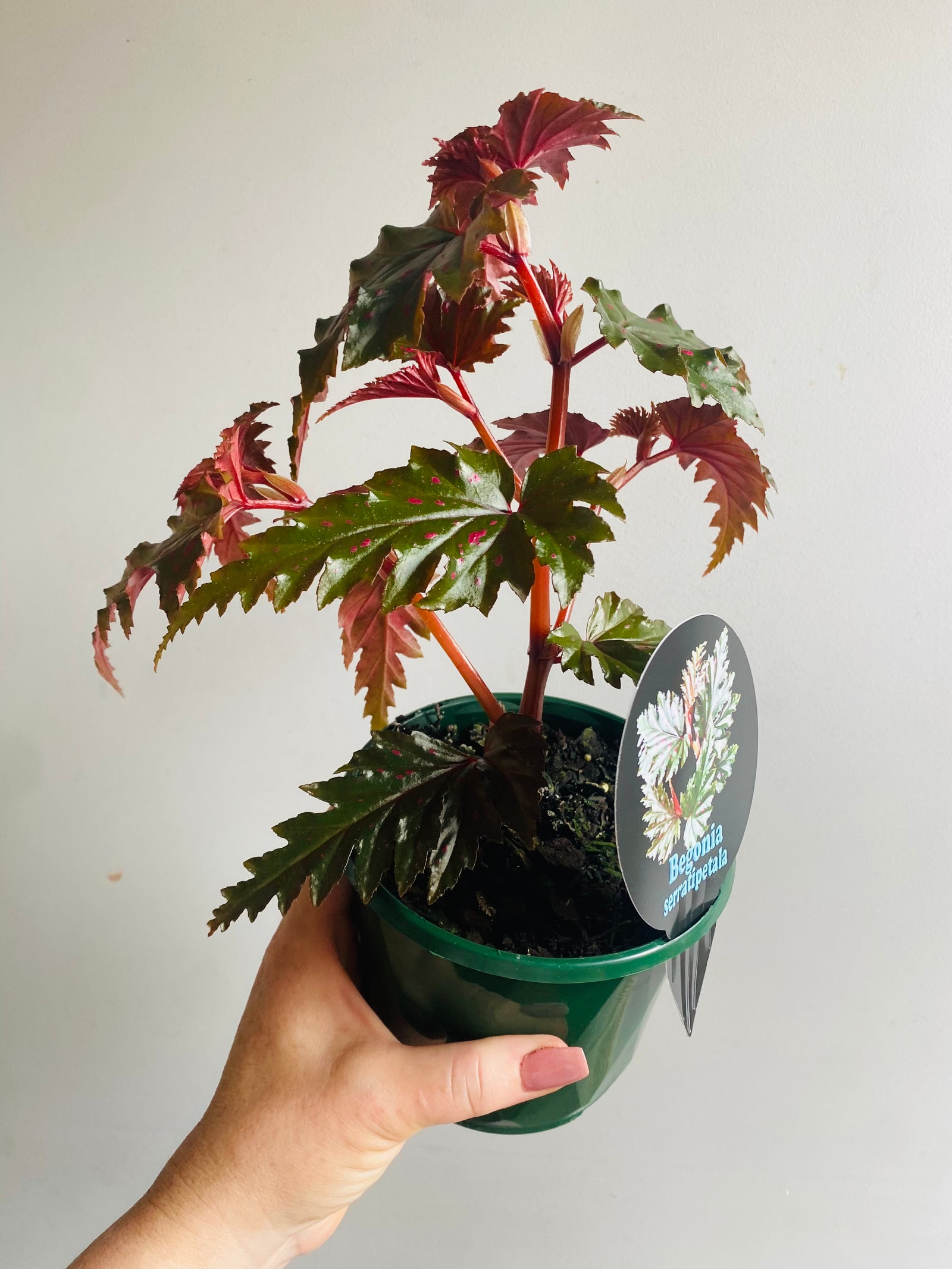 Begonia serratipetala