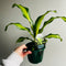 Dracaena/Lucky Bamboo