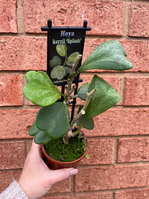 Hoya - Kerrii 'Splash' Collection No. 157