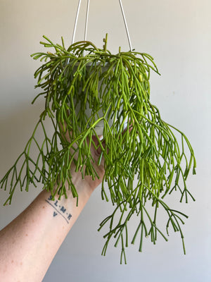 Rhipsalis Clavata - Mistletoe Cactus Collection No. 11