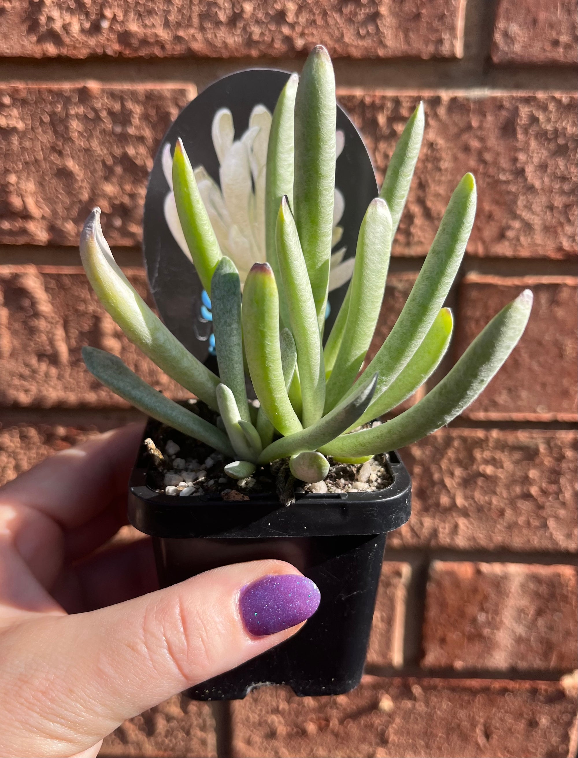 Senecio scaposus 'Silver Spider'