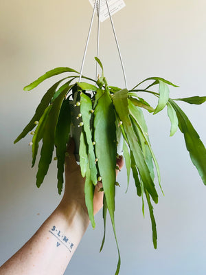 Rhipsalis Ramulosa - Mistletoe Cactus Collection No. 36