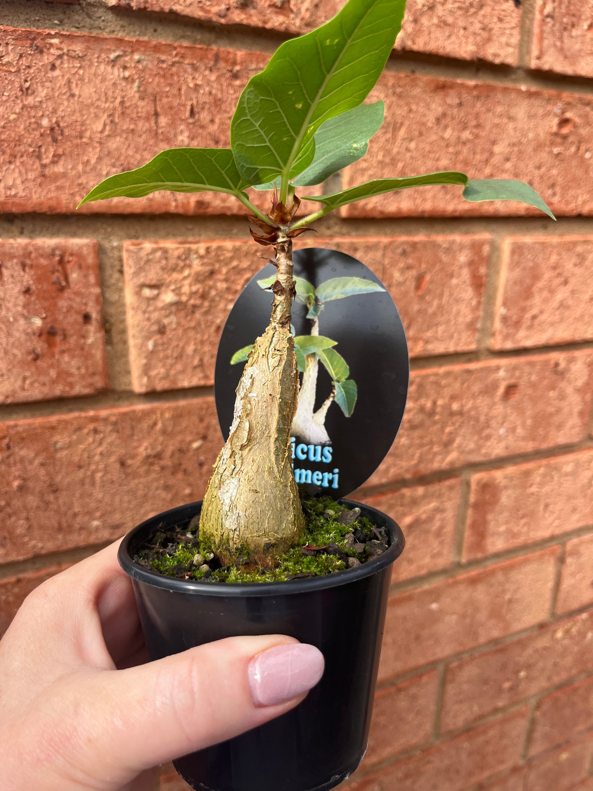 Ficus palmeri - Rock Fig