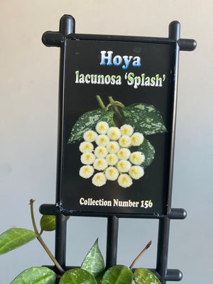 Hoya - Lacunosa ‘Splash’ Collection No. 156