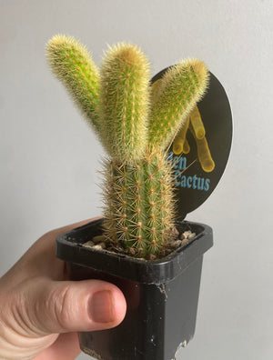 Cleistocactus winteri  - Golden Rat Tail Cactus