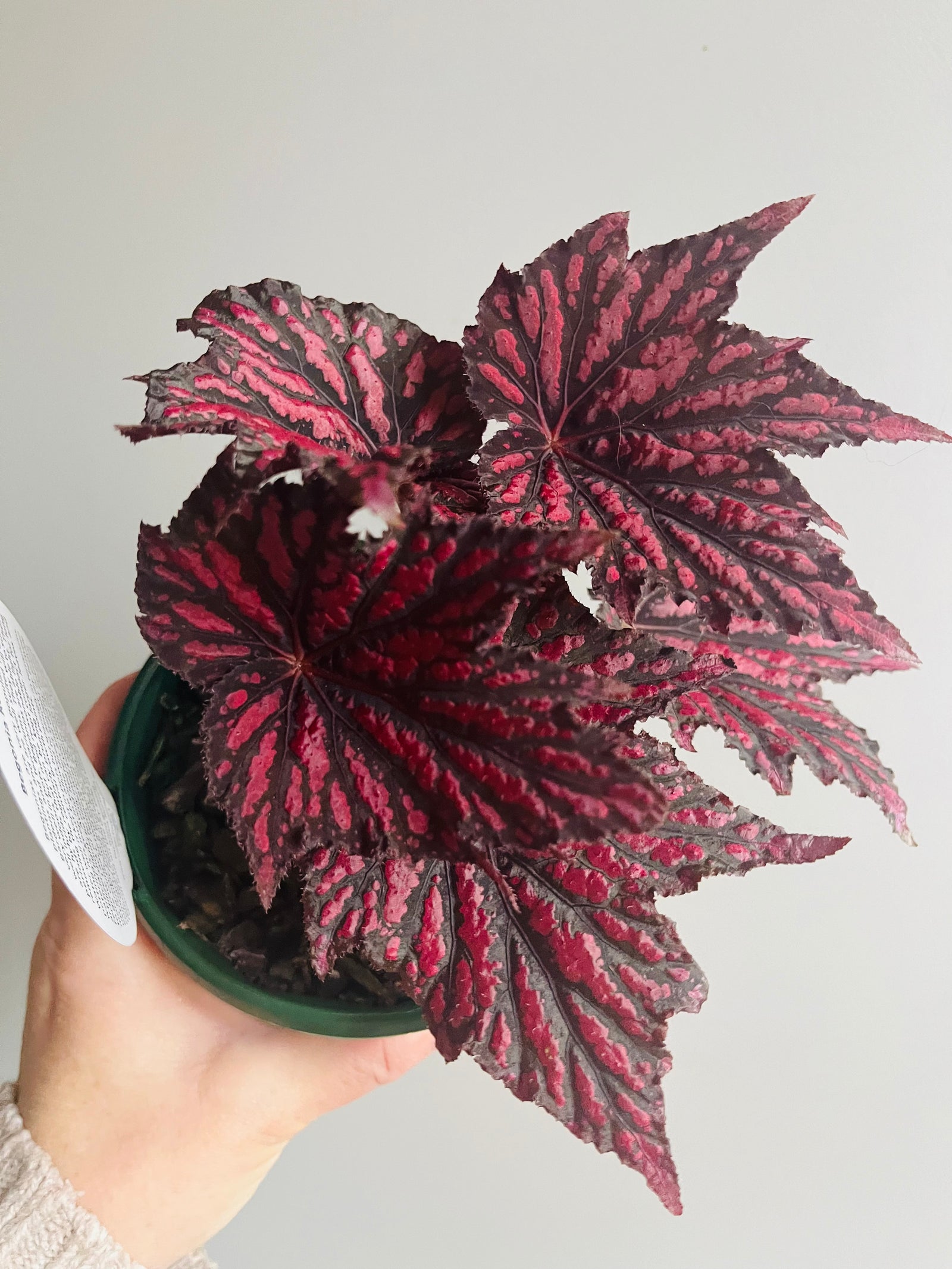 Begonia rex - Bewitched