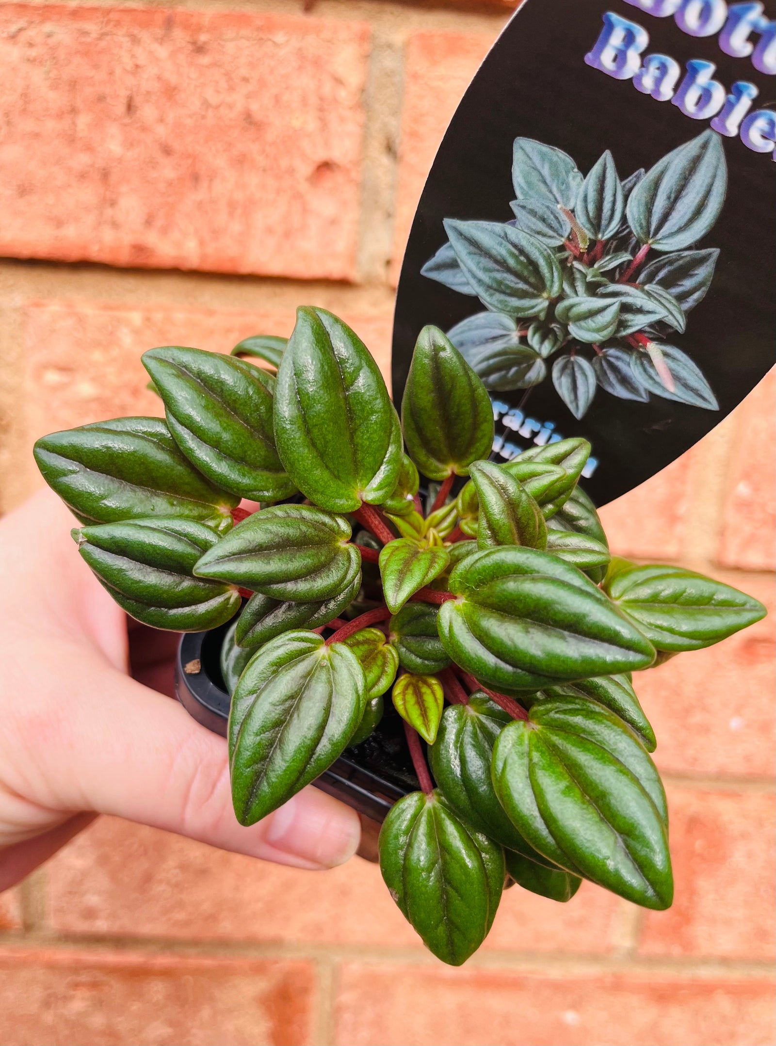 Peperomia - Paradisian 'Midnight'