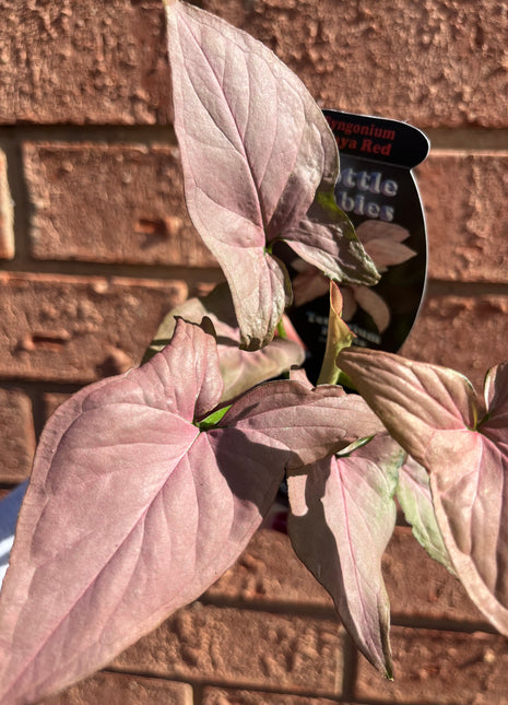 Syngonium - Maya Red