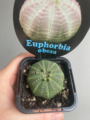 Euphorbia obesa