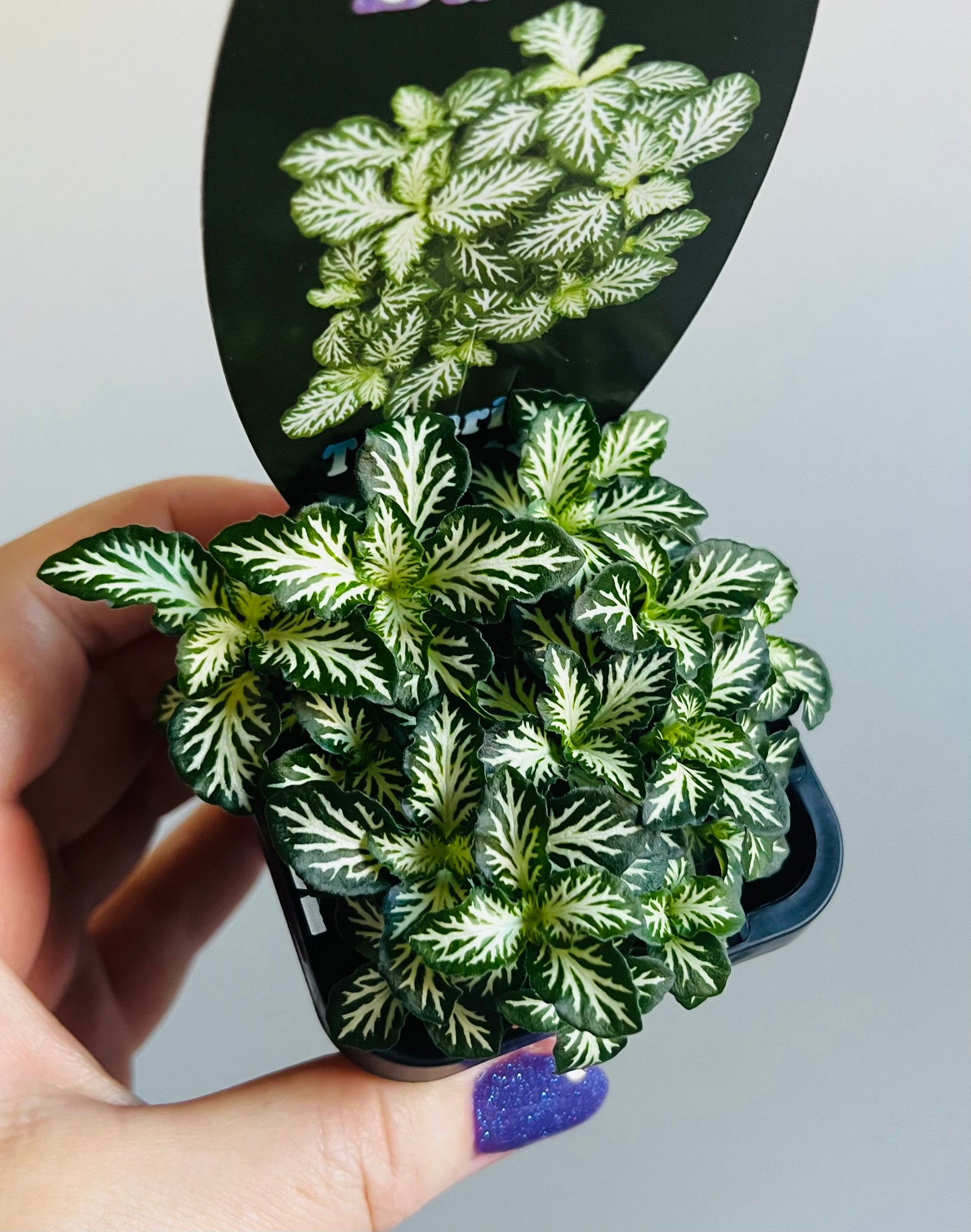 Fittonia - Tiger