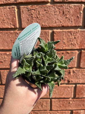 Faucaria tuberculosa 'Knobbled Jaws'