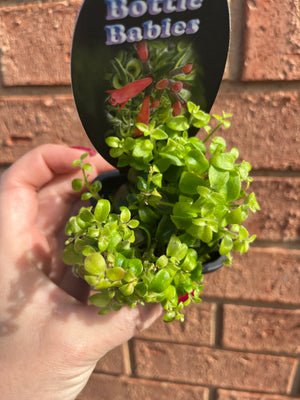 Curly Lipstick Plant (Curly) - Aeschynanthus radicans