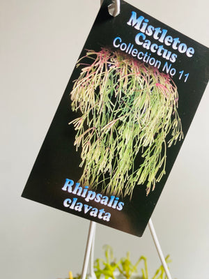Rhipsalis Clavata - Mistletoe Cactus Collection No. 11