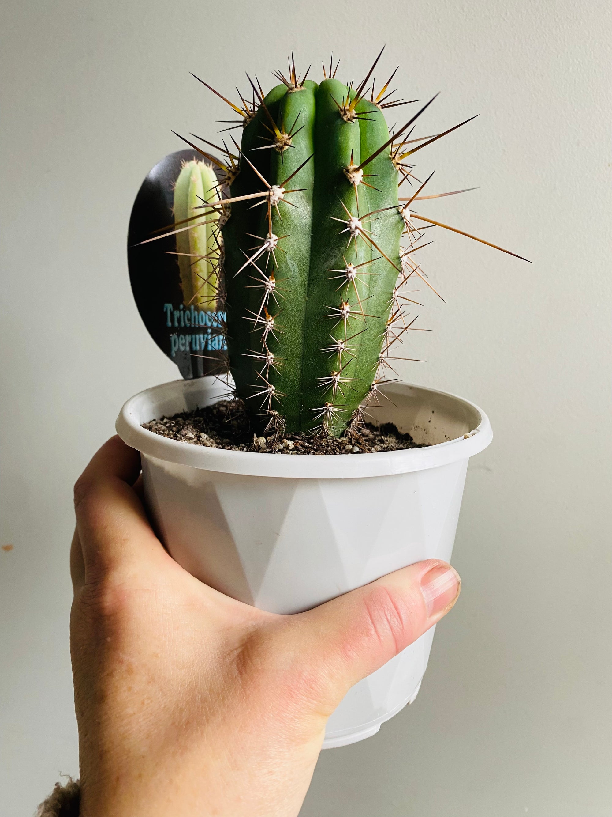 Trichocereus peruvianus