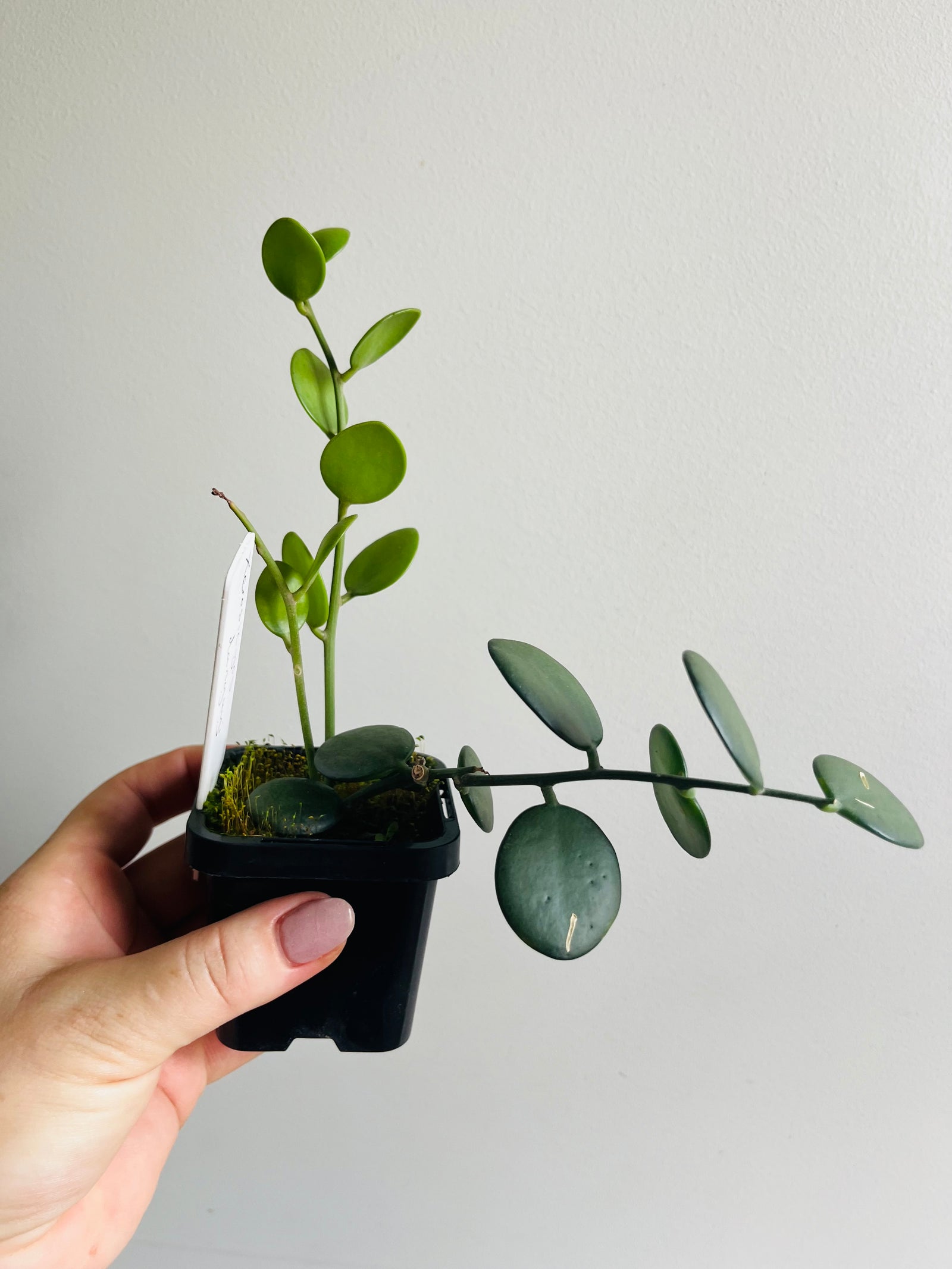 Xerosicyos Danguyi - Silver Dollar Vine